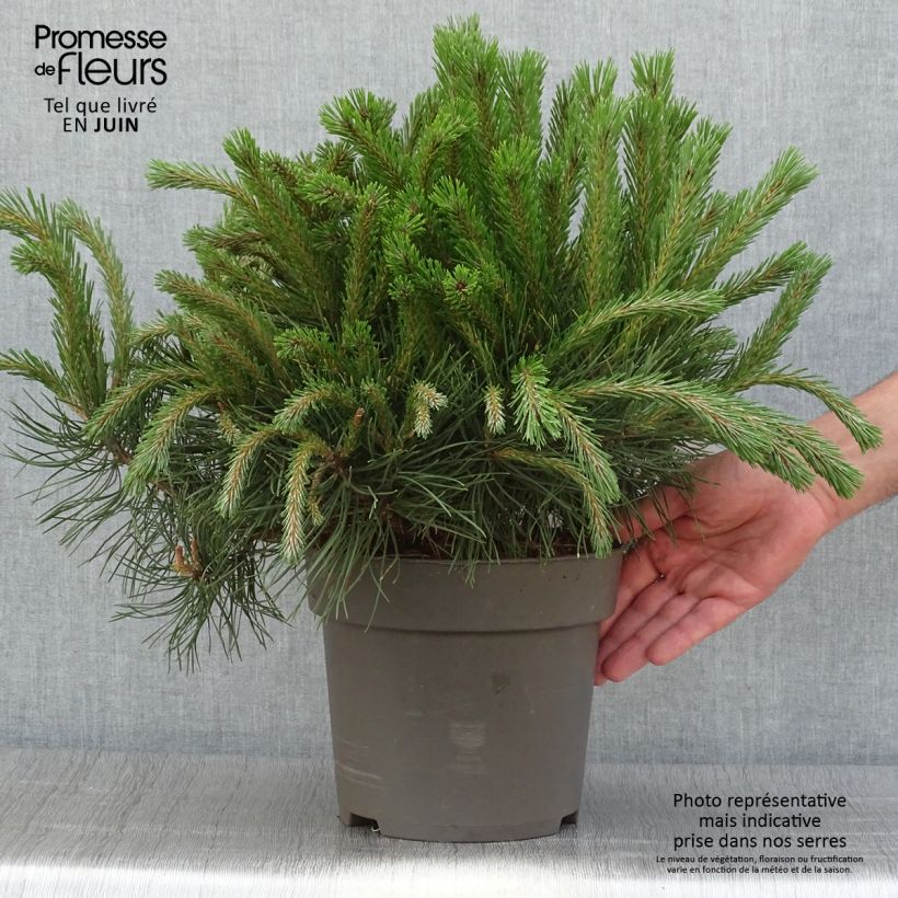 Ejemplar de Pinus uncinata - Pino negro Pieza entregado en verano