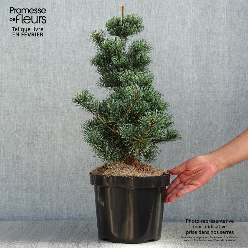 Ejemplar de Pino blanco japonés Tempelhof - Pinus parviflora Maceta 7,5L/10L entregado en otoño