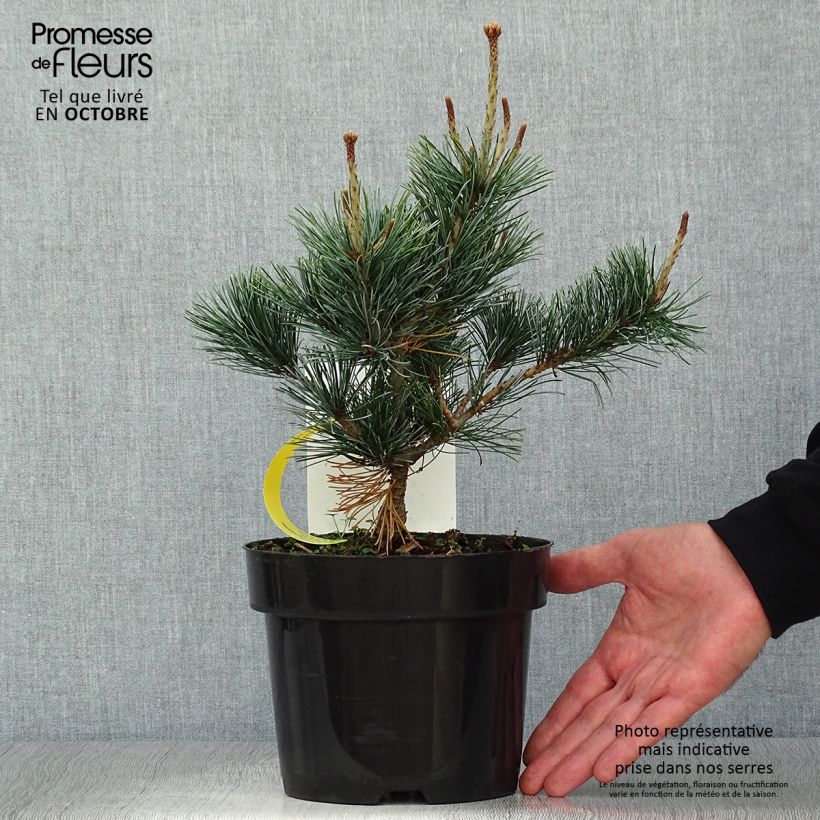 Ejemplar de Pino blanco japonés Negishi - Pinus parviflora Maceta 2L/3LAltura de entrega aprox. 20/25cm entregado en otoño