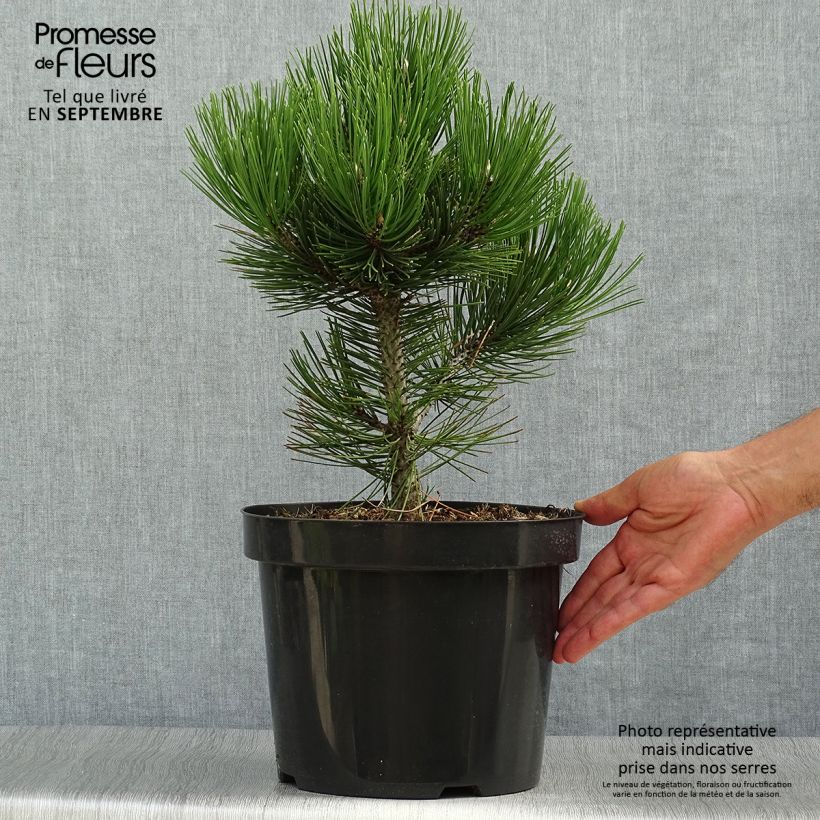 Ejemplar de Pinus heldreichii Malinkii - Pino de los Balcanes Maceta 7,5L/10L entregado en otoño