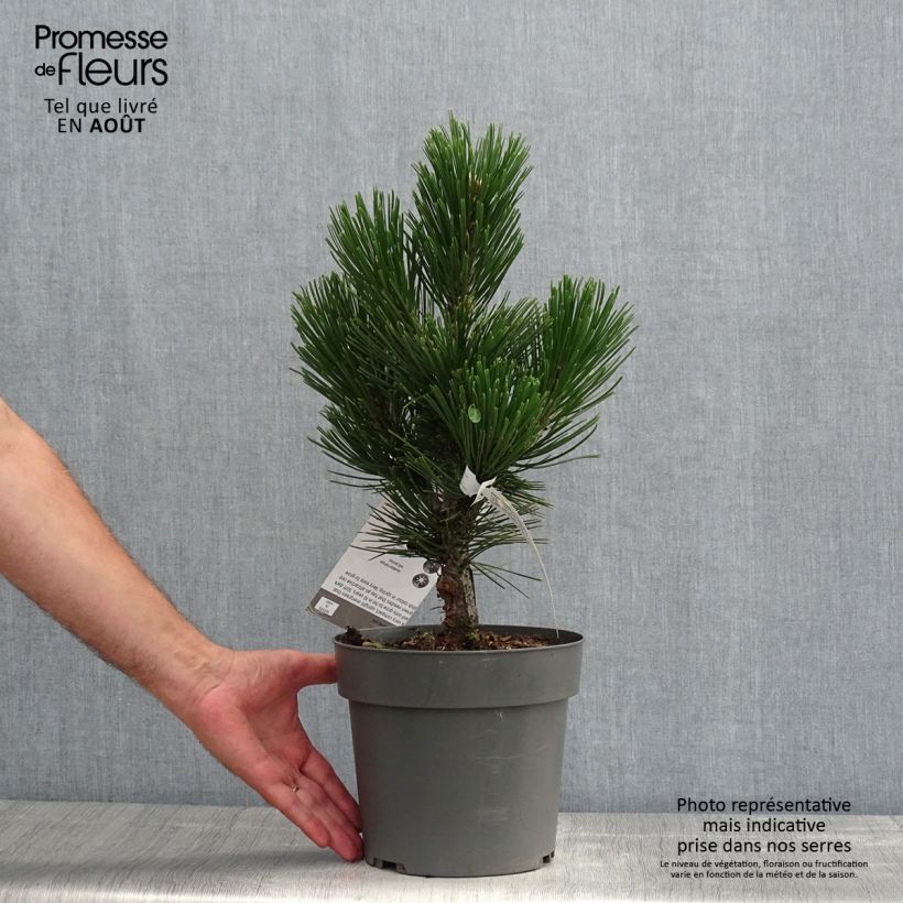 Ejemplar de Pinus heldreichii Little Dracula - Pino de los Balcanes Maceta 4L/5L entregado en verano