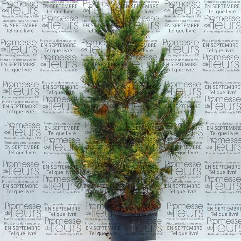 Ejemplo de ejemplar de Pinus peuce Aureovariegata - Pino de Macedonia Maceta 18L/20LAltura de entrega aprox. 100/110cm tal y como se entrega