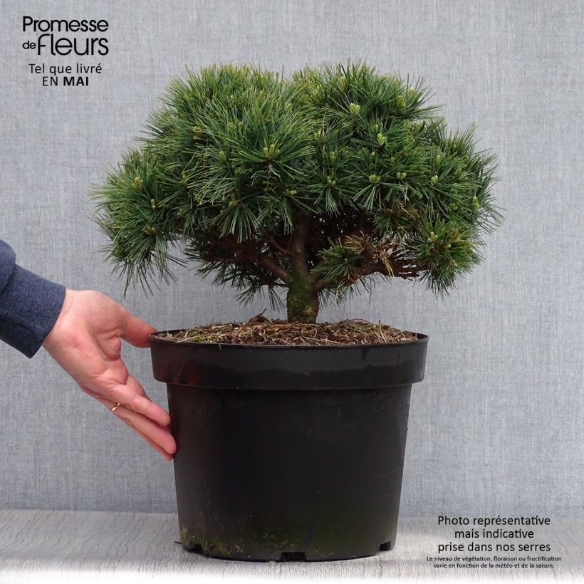 Pino de Weymouth Minuta - Pinus strobus Maceta 7,5L/10LAltura de entrega aprox. 30/40cm Ejemplar entregado en la primavera