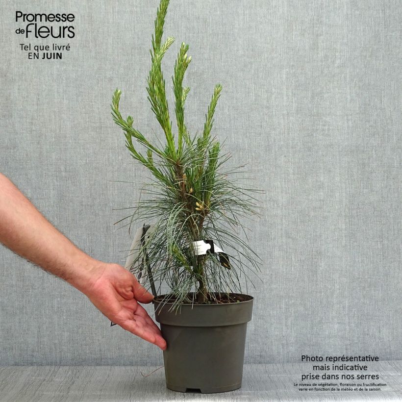 Ejemplar de Pino azul del Himalaya​ - Pinus wallichiana Densa Hill Maceta 3L/4L entregado en verano