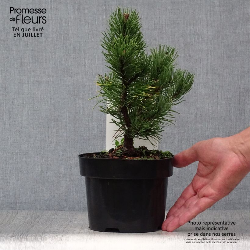 Ejemplar de Pino negro Carstens Wintergold - Pinus mugo Maceta 2L/3LAltura de entrega aprox. 5/10cm entregado en verano