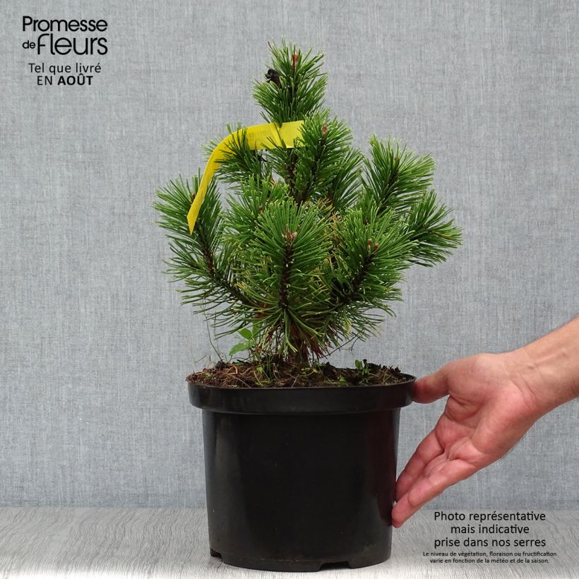 Ejemplar de Pino negro Carstens Wintergold - Pinus mugo Maceta 4L/5LAltura de entrega aprox. 25/30cm entregado en verano