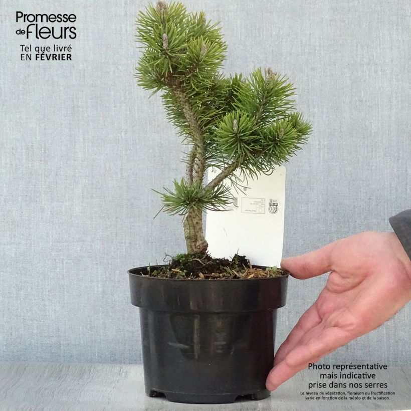 Pino negro Mops Gold - Pinus mugo Maceta 2L/3L Ejemplar entregado en invierno