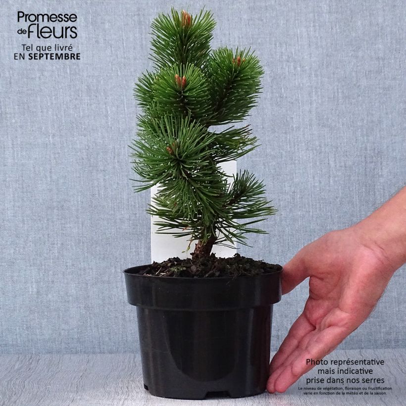 Ejemplar de Pino negro Mumpitz - Pinus mugo Maceta 2L/3L entregado en otoño