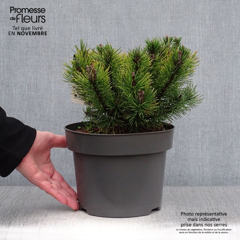 Ejemplar de Pino negro Ophir - Pinus mugo Maceta 2L/3L entregado en otoño