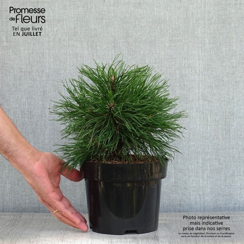 Ejemplar de Pino negro Varella - Pinus mugo Maceta 2L/3LAltura de entrega aprox. 20/30cm entregado en verano