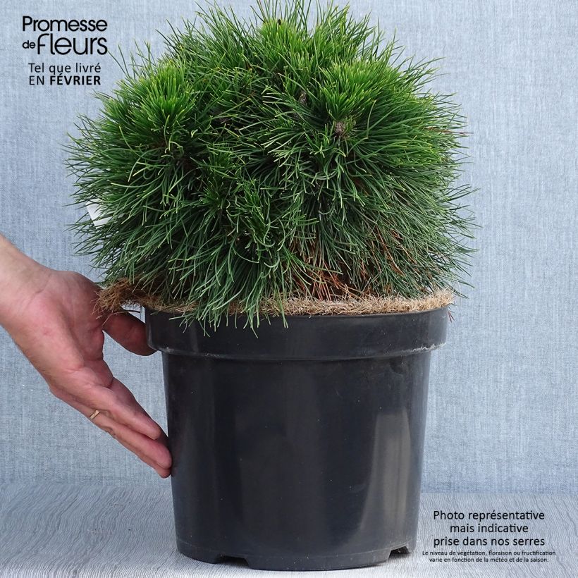 Ejemplar de Pino negro Varella - Pinus mugo Maceta 7,5L/10L entregado en otoño