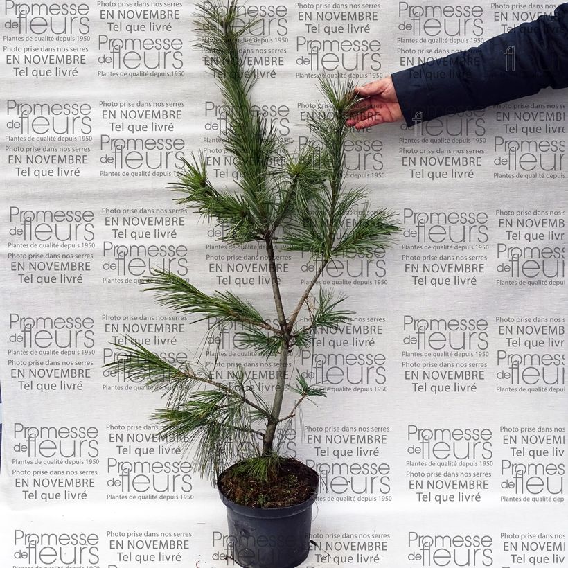 Ejemplo de ejemplar de Pinus schwerinii Maceta 7,5L/10L tal y como se entrega