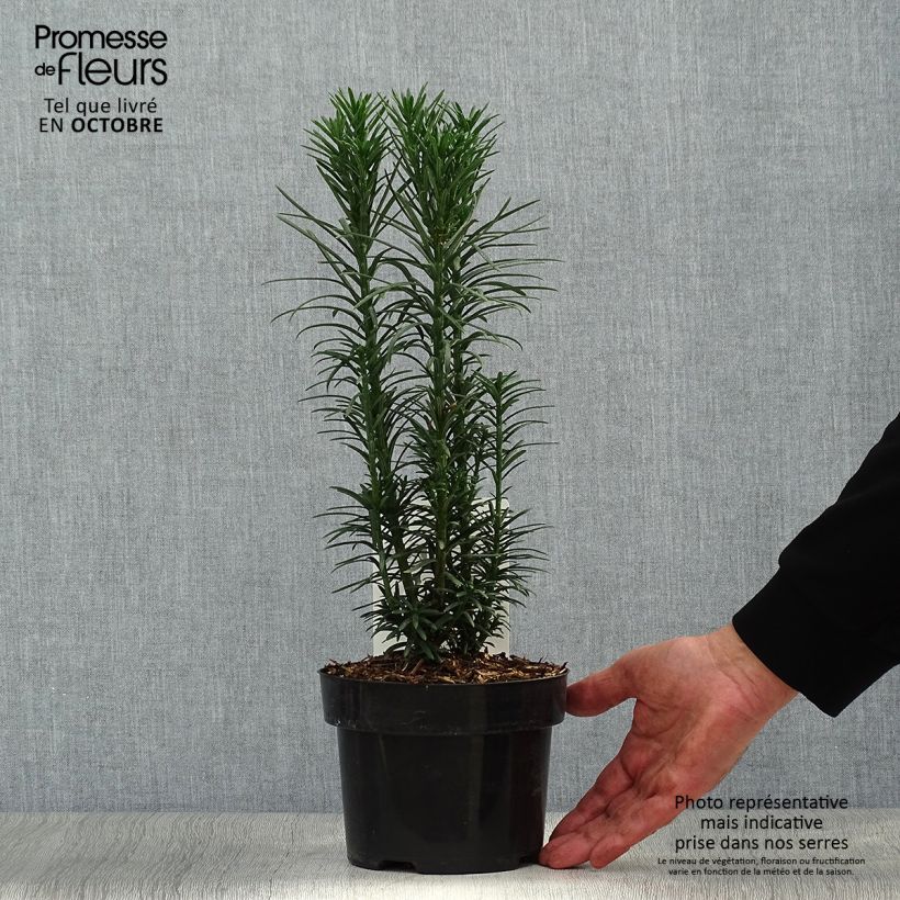 Ejemplar de Cephalotaxus harringtonia Fastigiata - Cefalotejo Maceta 2L/3L entregado en otoño