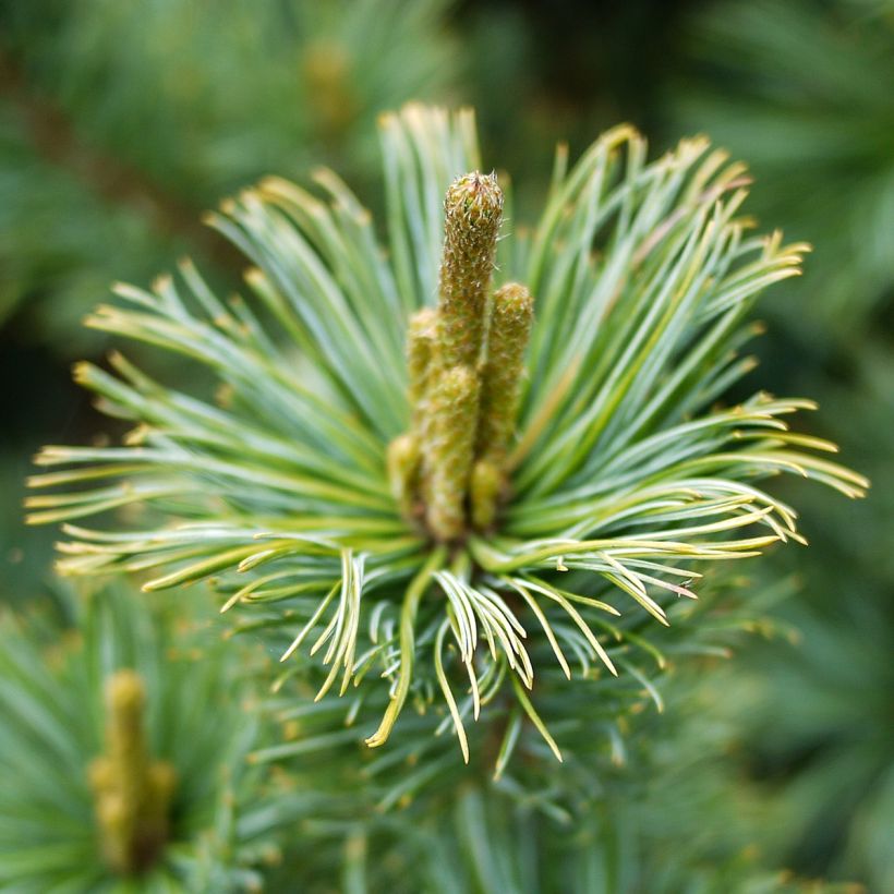 Pinus pumila Glauca - Pino enano siberiano (Floración)