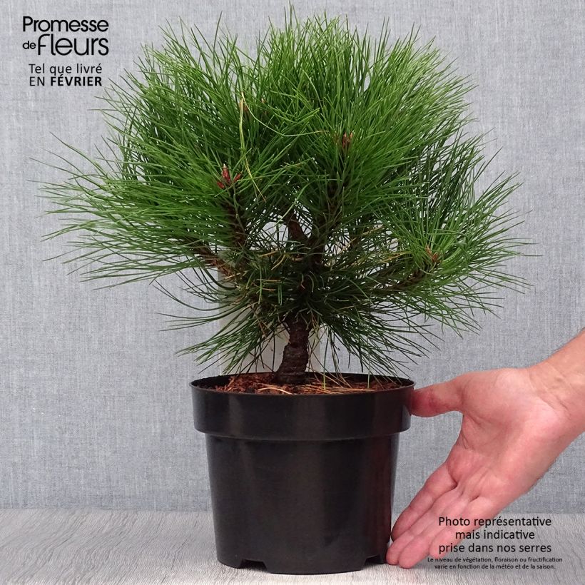 Ejemplar de Pino laricio Marie Brégeon - Pinus nigra Maceta 2L/3L entregado en otoño