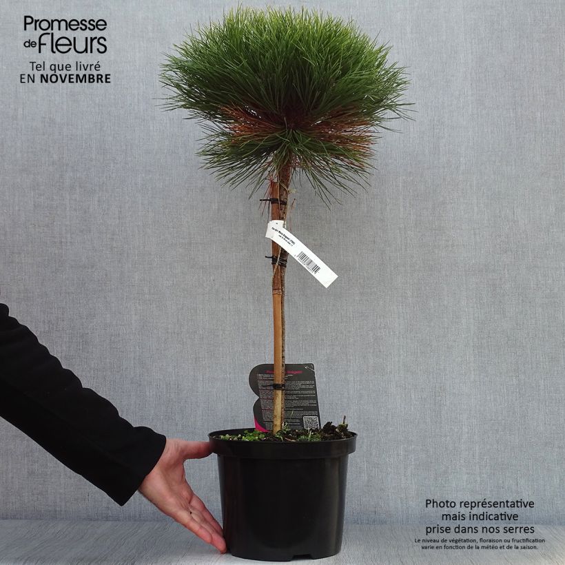 Ejemplar de Pino laricio Marie Brégeon - Pinus nigra Maceta 4L/5L entregado en otoño