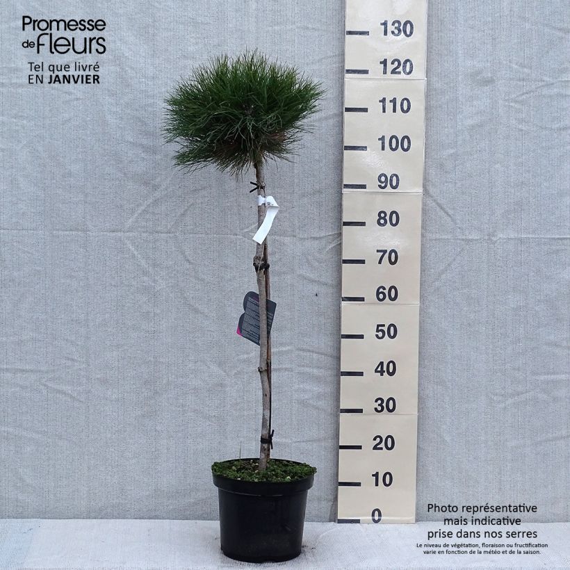 Pino laricio Marie Brégeon - Pinus nigra Maceta 7,5L/10L Ejemplar entregado en invierno