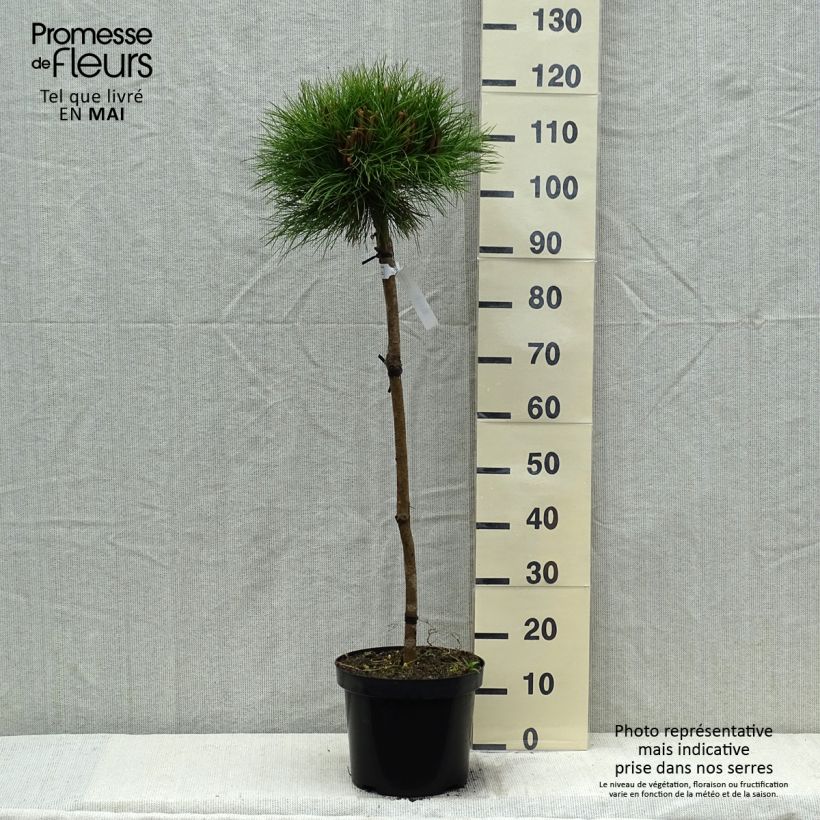 Pino laricio Marie Brégeon - Pinus nigra Maceta 7,5L/10LAltura de entrega aprox. 70/90cm Ejemplar entregado en la primavera