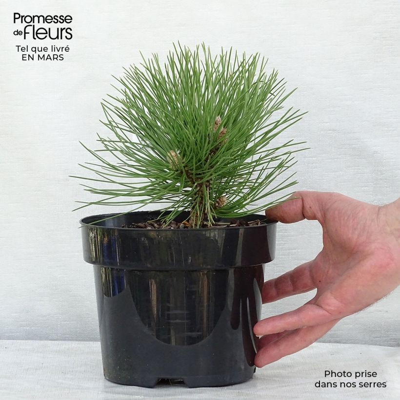 Pino laricio Nana - Pinus nigra Maceta 2L/3LAltura de entrega aprox. 20/25cm Ejemplar entregado en la primavera
