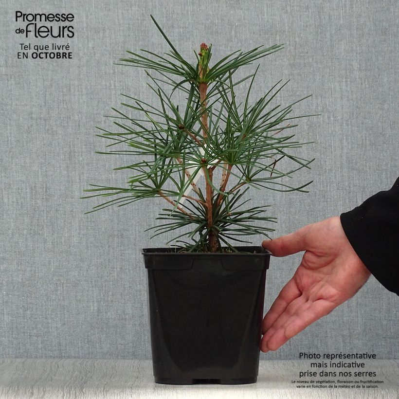 Ejemplar de Sciadopitys verticillata - Pino sombrilla de Japón Maceta 2L/3L entregado en otoño