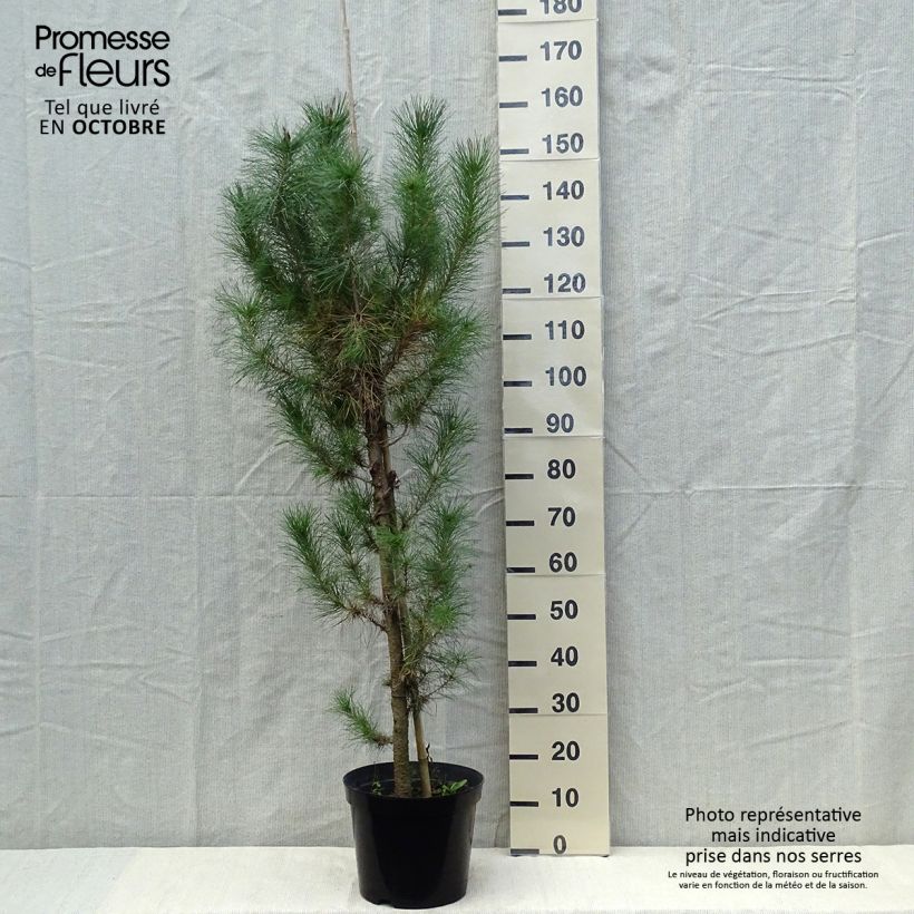 Ejemplar de Pino de California - Pinus insignis Maceta 7,5L/10L entregado en otoño
