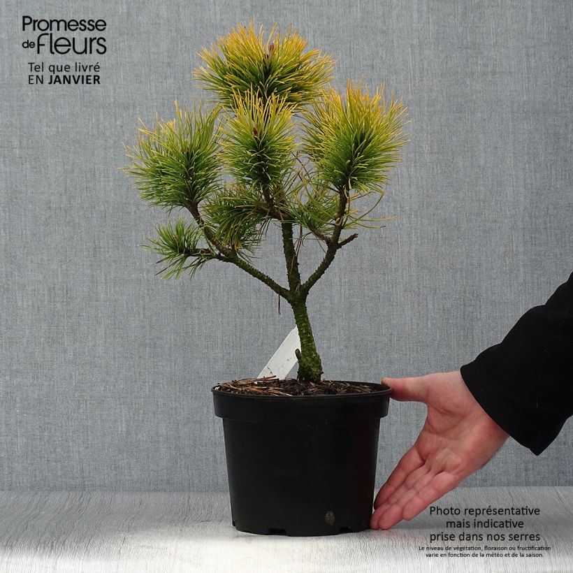 Pino negro Golden Glow - Pinus mugo Maceta 3L/4L Ejemplar entregado en invierno