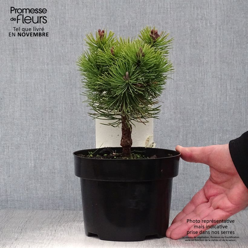 Ejemplar de Pino negro Mops - Pinus mugo Maceta 2L/3L entregado en otoño