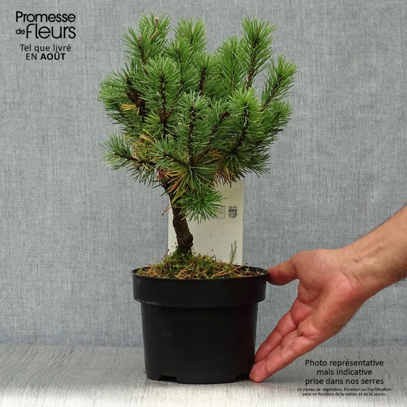 Ejemplar de Pino negro Mops - Pinus mugo Maceta 2L/3LAltura de entrega aprox. 15/20cm entregado en verano