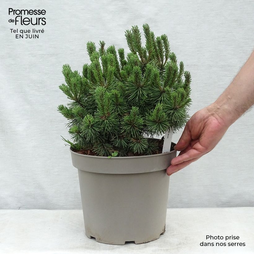 Ejemplar de Pino negro Mops - Pinus mugo Maceta 4L/5LAltura de entrega aprox. 20/30cm entregado en verano
