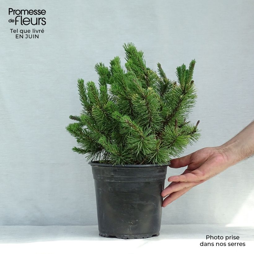 Ejemplar de Pino negro Winter Gold - Pinus mugo Maceta 4L/5LAltura de entrega aprox. 20cm entregado en verano