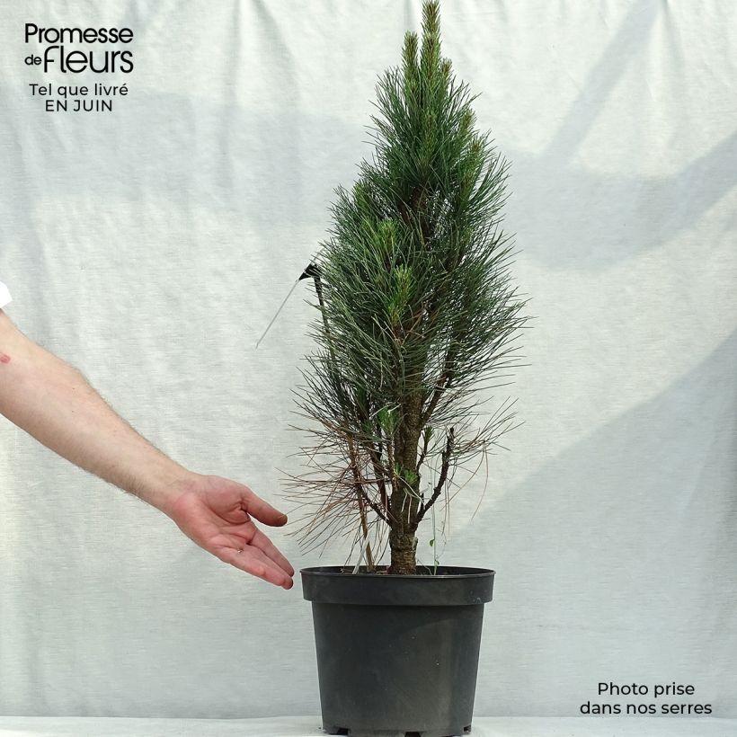 Ejemplar de Pino laricio Green Tower - Pinus nigra Maceta 7,5L/10LAltura de entrega aprox. 50/60cm entregado en verano