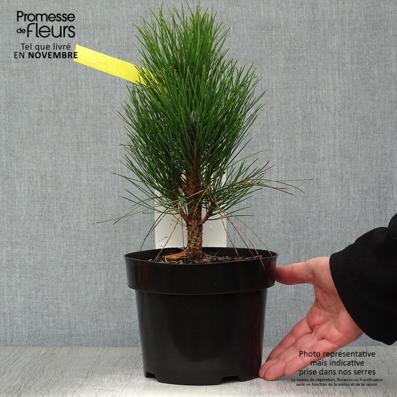 Ejemplar de Pino laricio Green Tower - Pinus nigra Maceta 2L/3L entregado en otoño