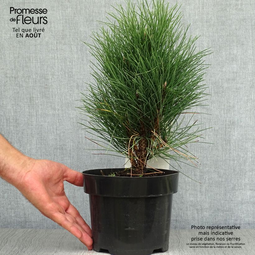 Ejemplar de Pino laricio Green Tower - Pinus nigra Maceta 2L/3LAltura de entrega aprox. 30/40cm entregado en verano