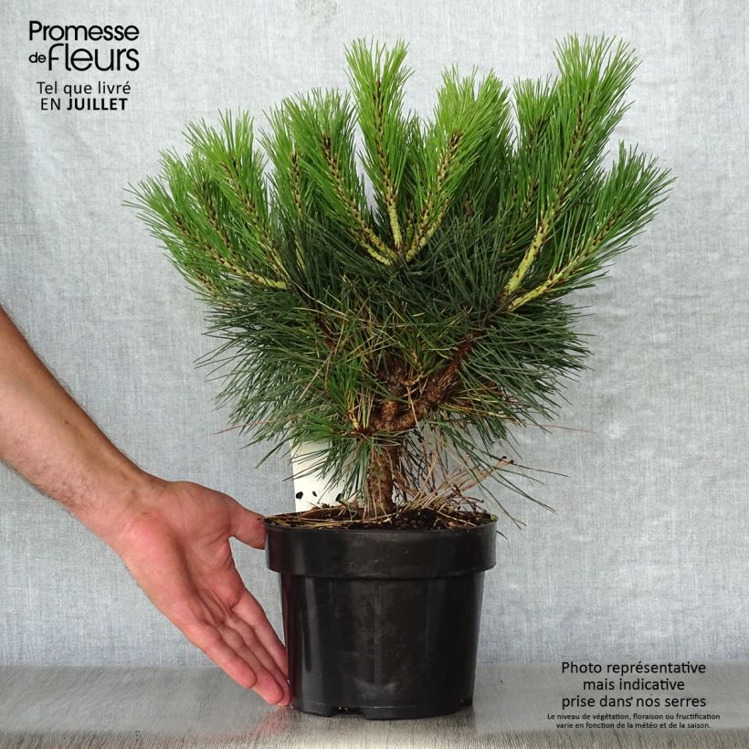 Ejemplar de Pinus nigra Brégeon - Pinus nigra Maceta 2L/3LAltura de entrega aprox. 20/30cm entregado en verano