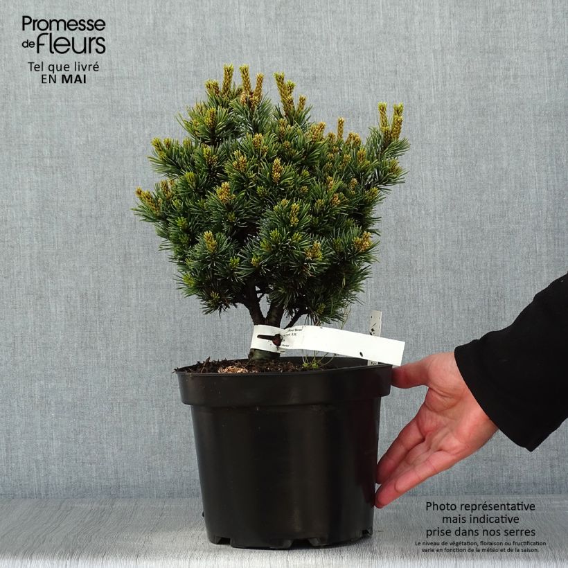 Pino blanco japonés Beran - Pinus parviflora Maceta 4L/5LAltura de entrega aprox. 20/25cm Ejemplar entregado en la primavera