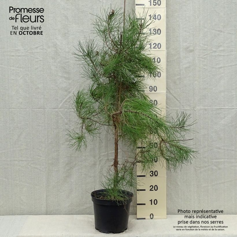 Ejemplar de Pino marítimo - Pinus pinaster Maceta 7,5L/10L entregado en otoño