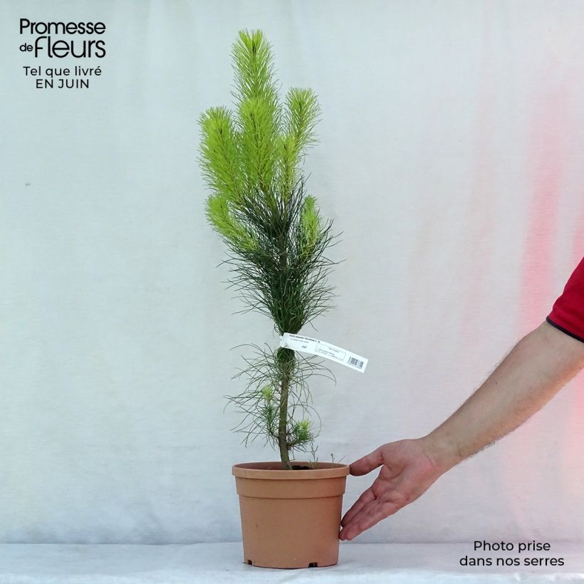 Ejemplar de Pino marítimo - Pinus pinaster Maceta 2L/3LAltura de entrega aprox. 70+cm entregado en verano