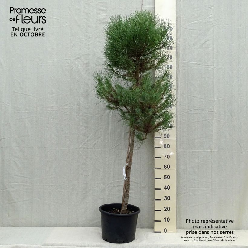 Ejemplar de Pino manso - Pinus pinea Maceta 30L/35L entregado en otoño
