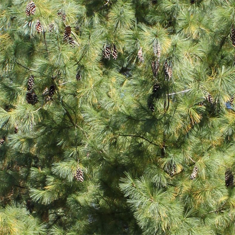 Pinus schwerinii (Follaje)