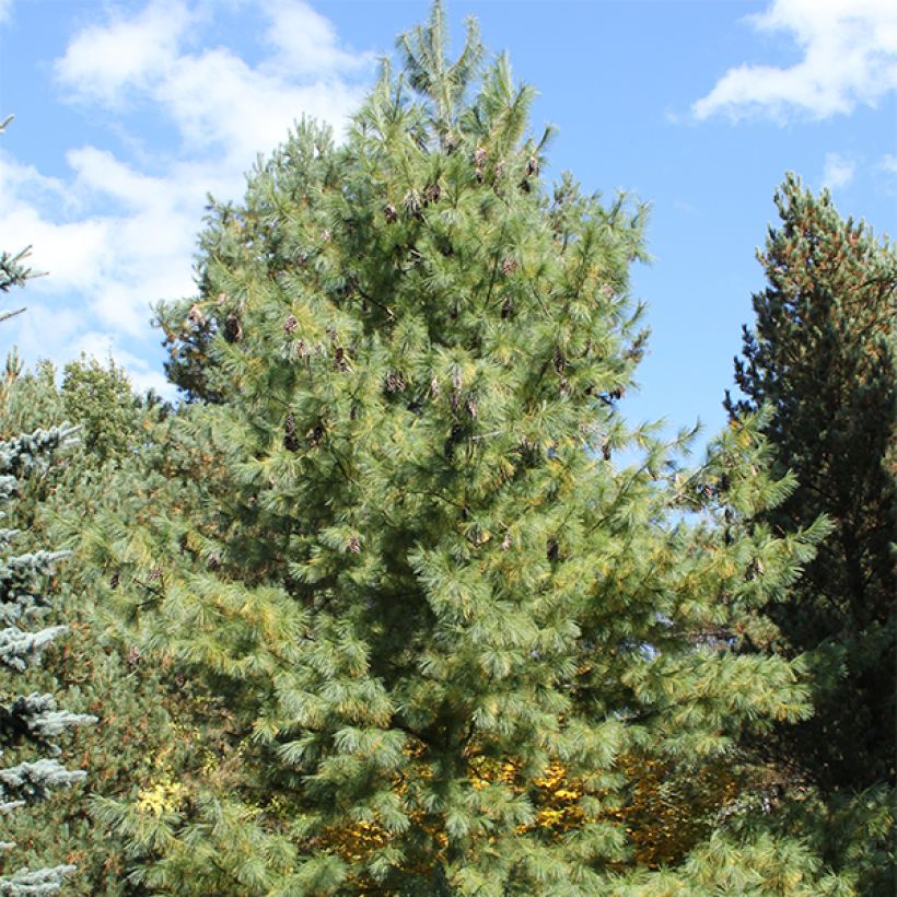 Pinus schwerinii (Porte)