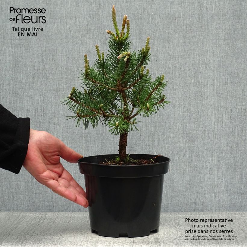 Pino silvestre Sandringham - Pinus sylvestris Maceta 2L/3L Ejemplar entregado en la primavera