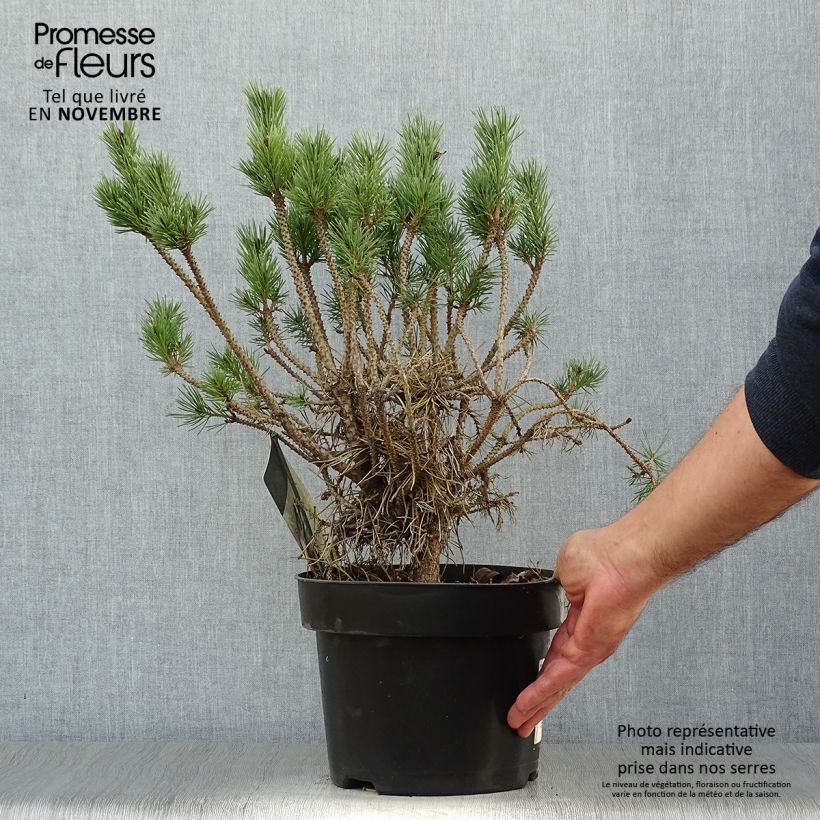 Ejemplar de Pino silvestre Watereri - Pinus sylvestris Maceta 2L/3L entregado en otoño