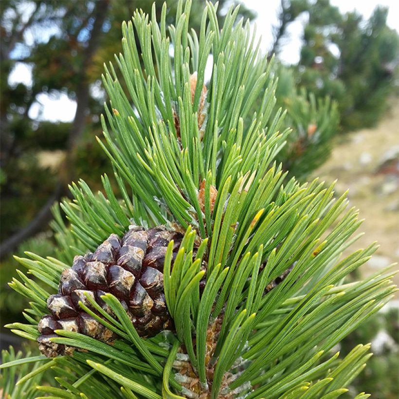 Pinus uncinata Kladská (Follaje)
