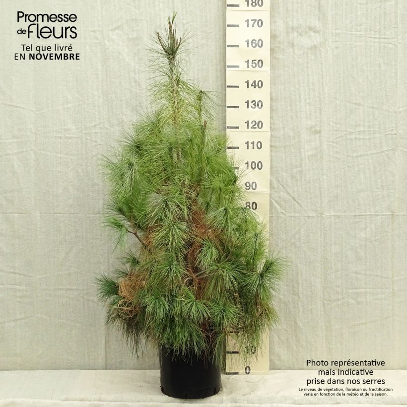 Ejemplar de Pino azul del Himalaya​ - Pinus wallichiana Maceta 18L/20L entregado en otoño