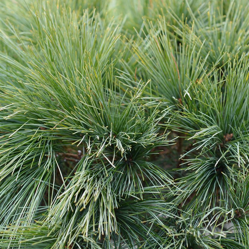 Pino de Weymouth Radiata - Pinus strobus (Follaje)