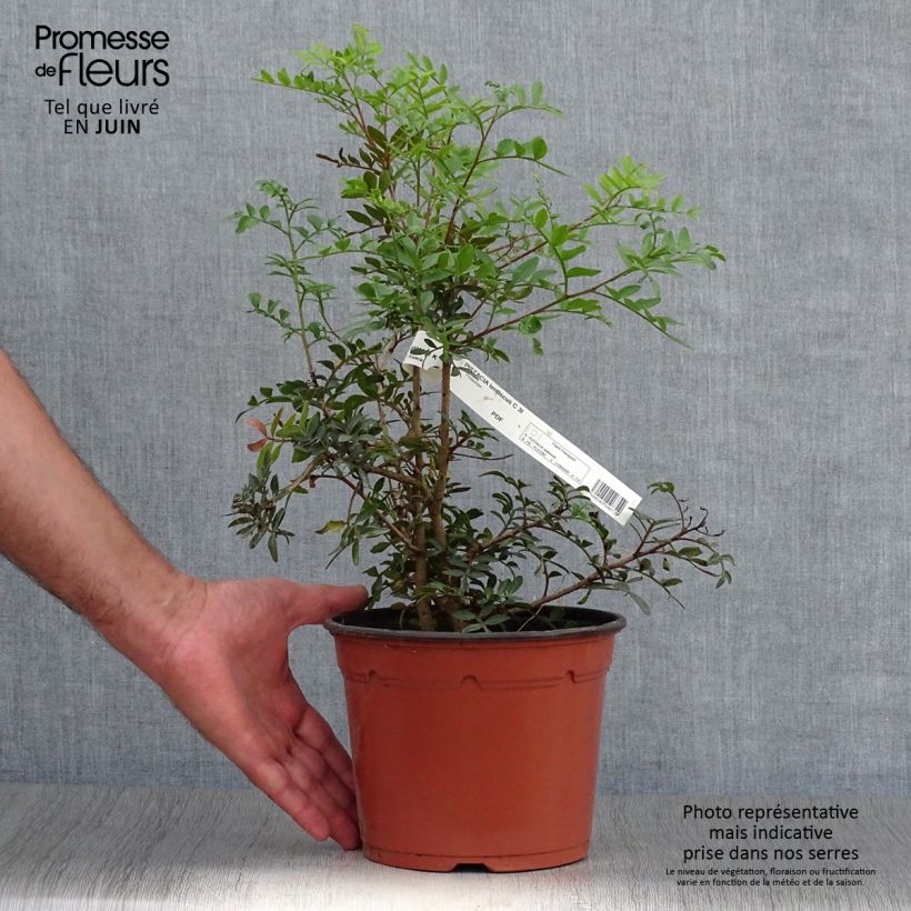 Ejemplar de Pistacia lentiscus - Lentisco Maceta 2L/3LAltura de entrega aprox. 20/30cm entregado en verano