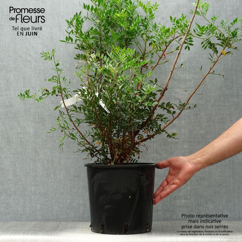 Ejemplar de Pistacia lentiscus - Lentisco Maceta 6L/7LAltura de entrega aprox. 35/+cm entregado en verano