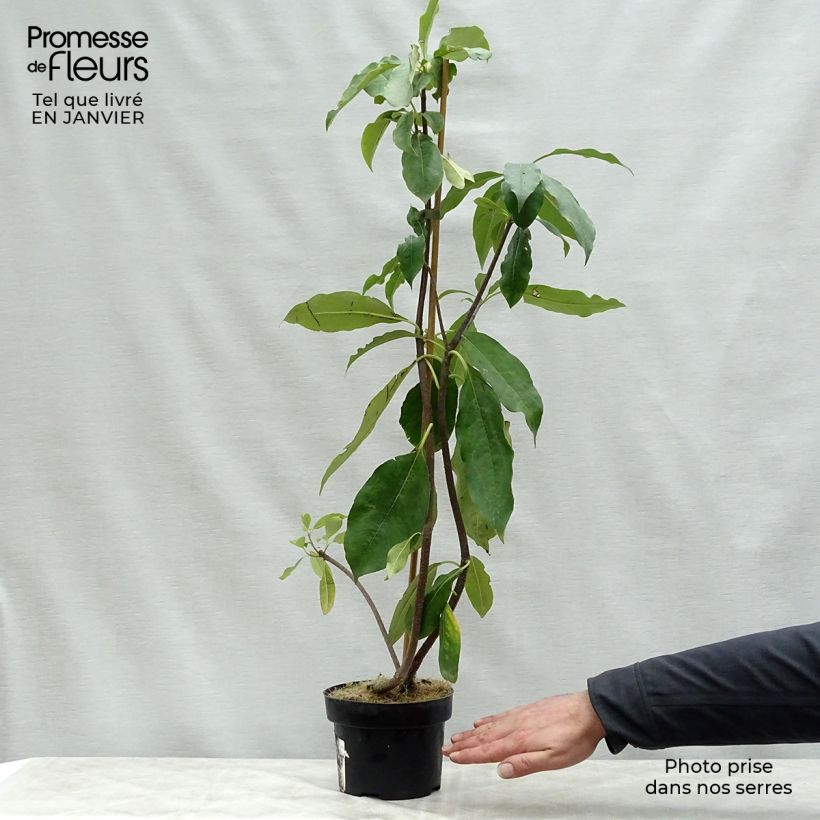 Pittosporum daphniphylloides Maceta 2L/3L Ejemplar entregado en invierno