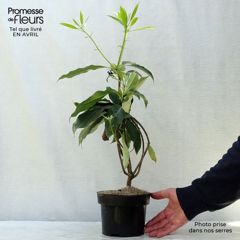 Pittosporum daphniphylloides Pot de 2L/3L Ejemplar entregado en la primavera