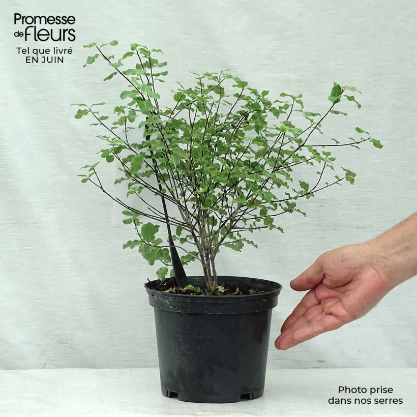 Ejemplar de Pittosporum tenuifolium Abbotsbury Gold Pot de 2L/3L entregado en verano
